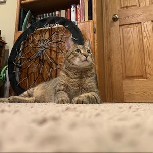 Meet your Posher, Shay